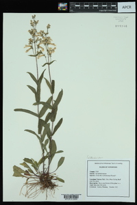 Penstemon arkansanus image