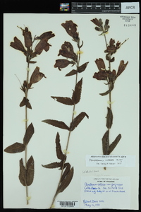 Penstemon cobaea image