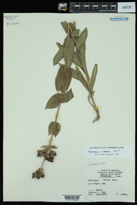 Penstemon cobaea image