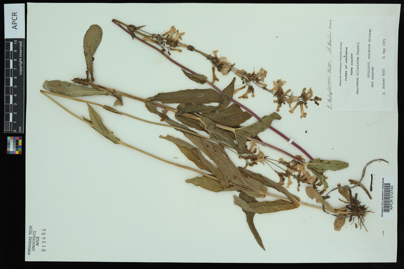 Penstemon alluviorum image