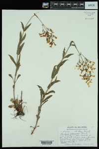 Penstemon arkansanus image