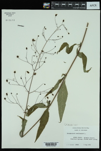 Scrophularia marilandica image