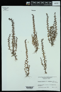 Veronica peregrina subsp. xalapensis image