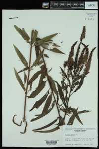 Veronica spuria image
