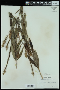 Veronicastrum virginicum image