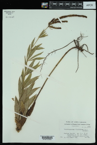 Veronicastrum virginicum image