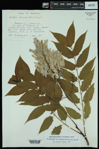 Ailanthus altissima image