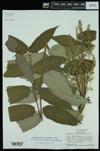 Ailanthus altissima image