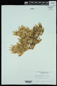 Ailanthus altissima image