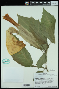 Brugmansia × candida image