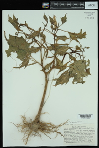 Datura stramonium image