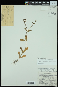 Valerianella radiata f. radiata image