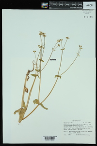 Valerianella chenopodiifolia image