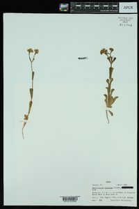 Valerianella amarella image