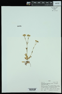 Valerianella amarella image