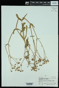 Valerianella umbilicata image