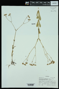 Valerianella umbilicata image