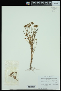 Valerianella stenocarpa image