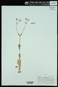 Valerianella stenocarpa image