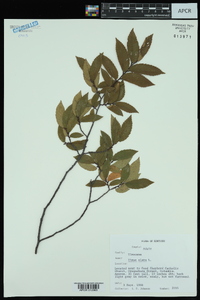 Ulmus alata image