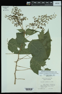 Laportea canadensis image