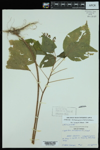 Laportea canadensis image