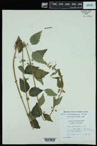 Urtica chamaedryoides image