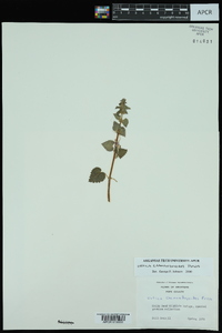 Urtica chamaedryoides image