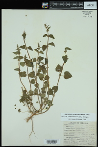 Urtica chamaedryoides image