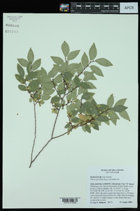 Ulmus parvifolia image