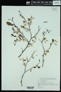 Styrax americanus image