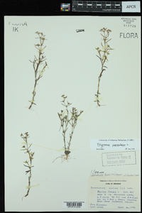 Polypremum procumbens image