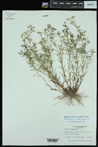 Polypremum procumbens image