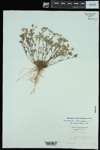 Polypremum procumbens image