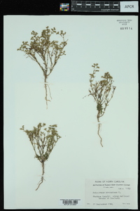 Polypremum procumbens image