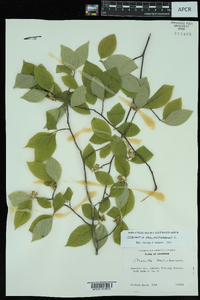 Stewartia malacodendron image