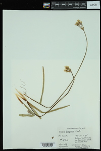 Nothoscordum borbonicum image