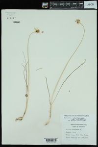 Allium canadense var. canadense image