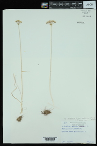 Allium canadense var. mobilense image