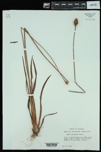 Xyris platylepis image