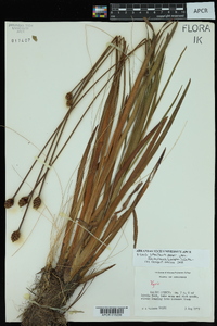 Xyris laxifolia image