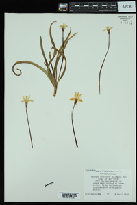 Ipheion uniflorum image