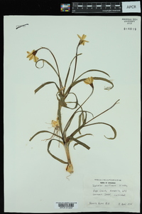 Ipheion uniflorum image