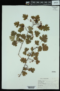 Crataegus marshallii image