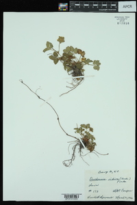 Potentilla indica image