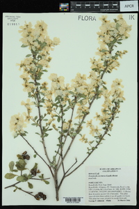 Exochorda racemosa image