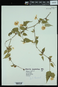 Kerria japonica image