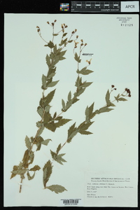 Gillenia trifoliata image