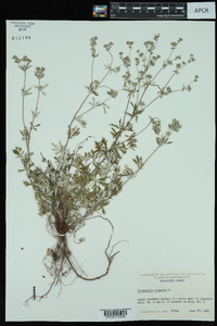 Potentilla argentea image