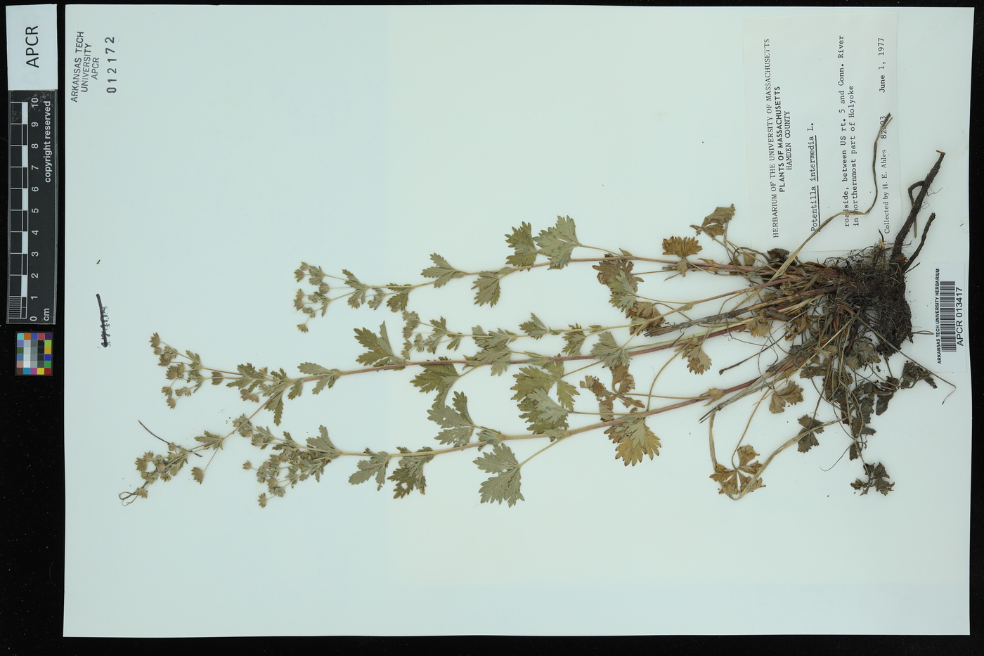 Potentilla intermedia image